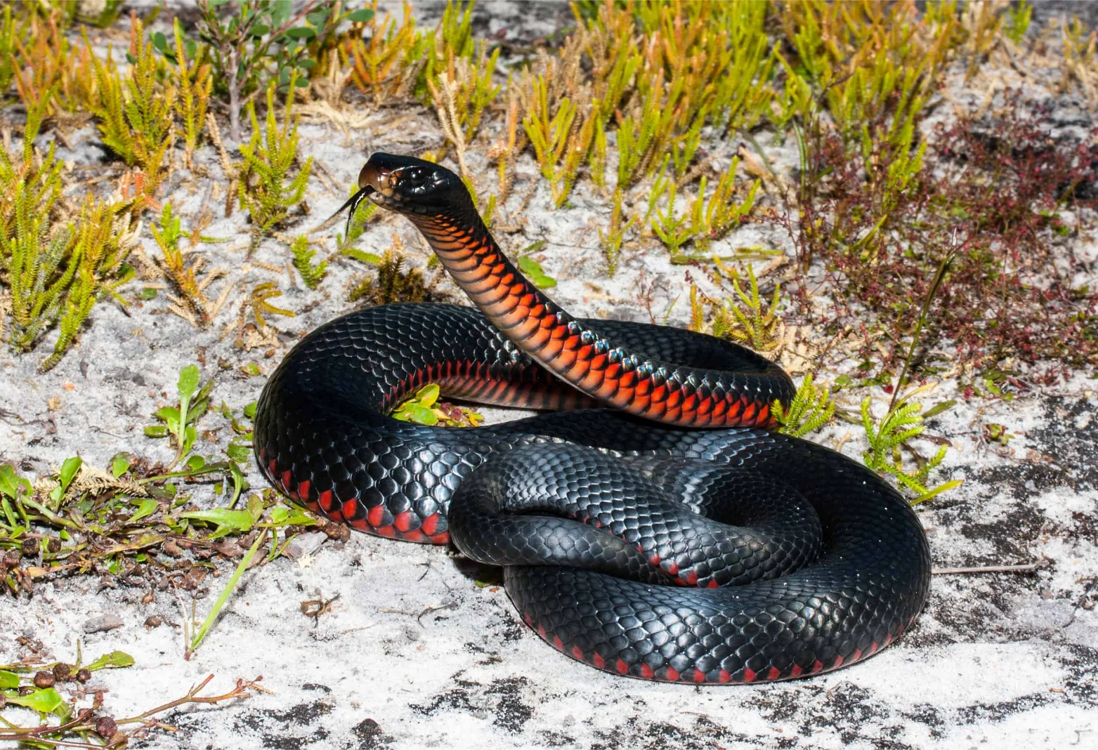 Illustrative Golden-crowned Snake showing its yellow crown in Sydney sandstone leaf litter