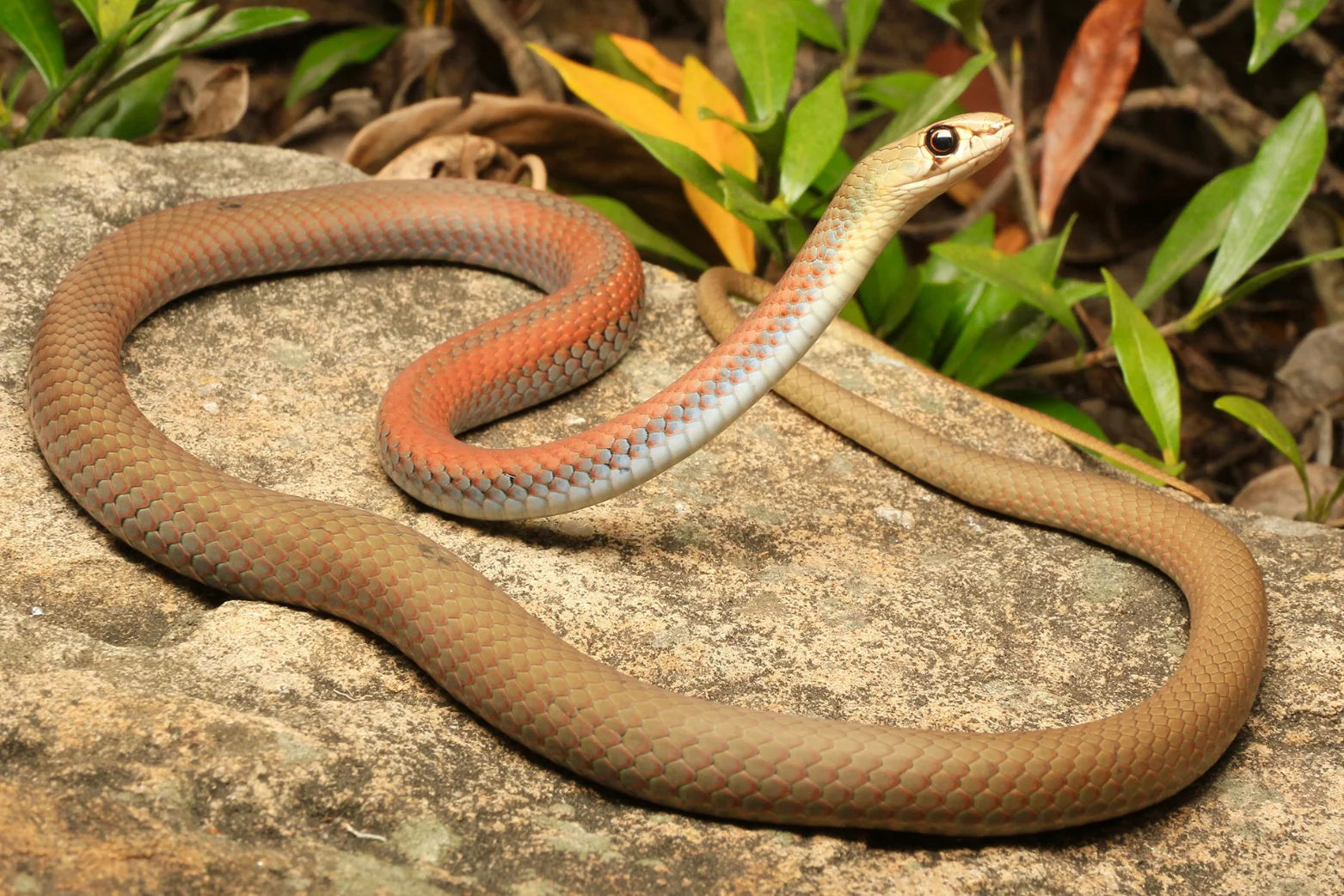 Illustrative Golden-crowned Snake showing its yellow crown in Sydney sandstone leaf litter