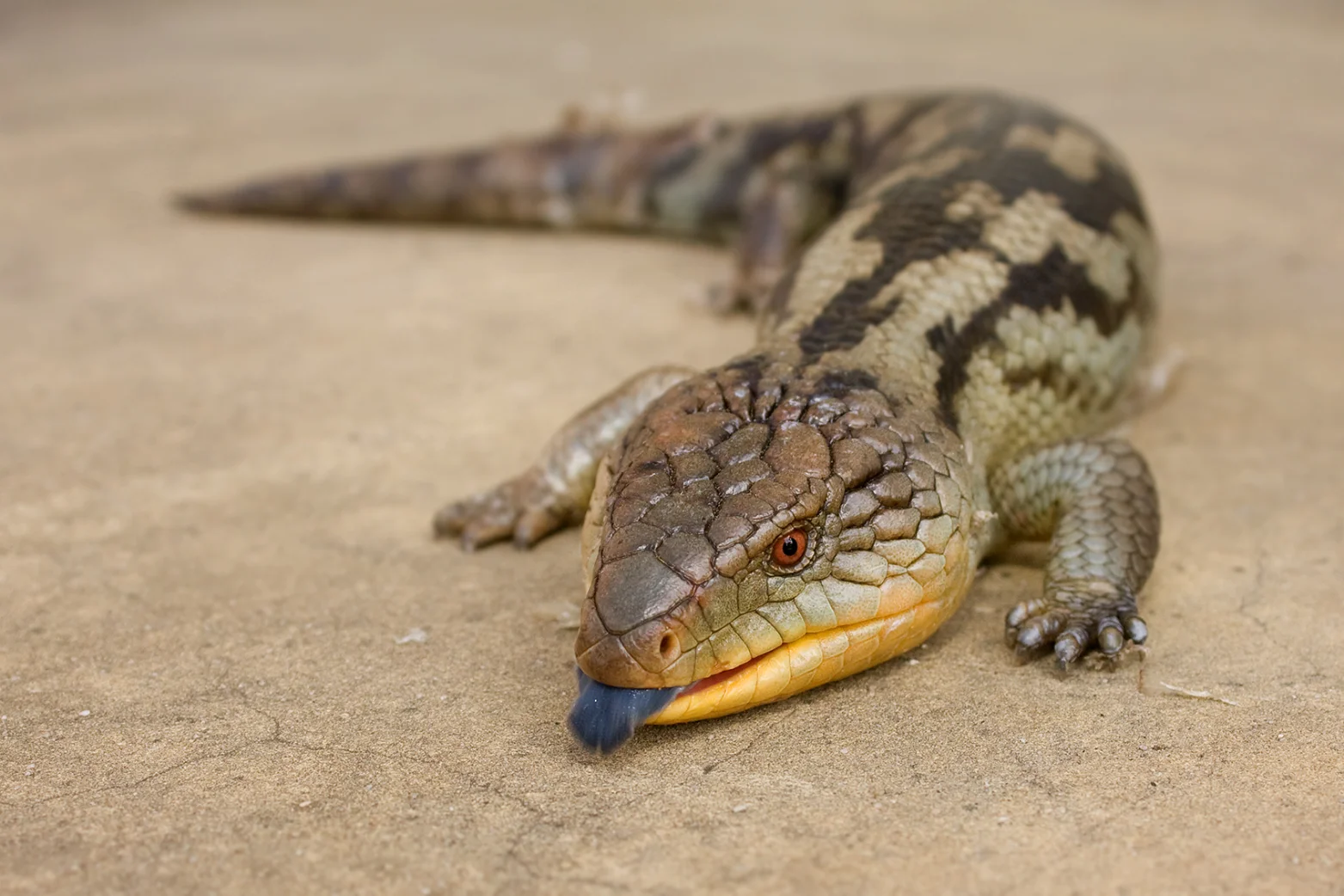 Illustrative Golden-crowned Snake showing its yellow crown in Sydney sandstone leaf litter