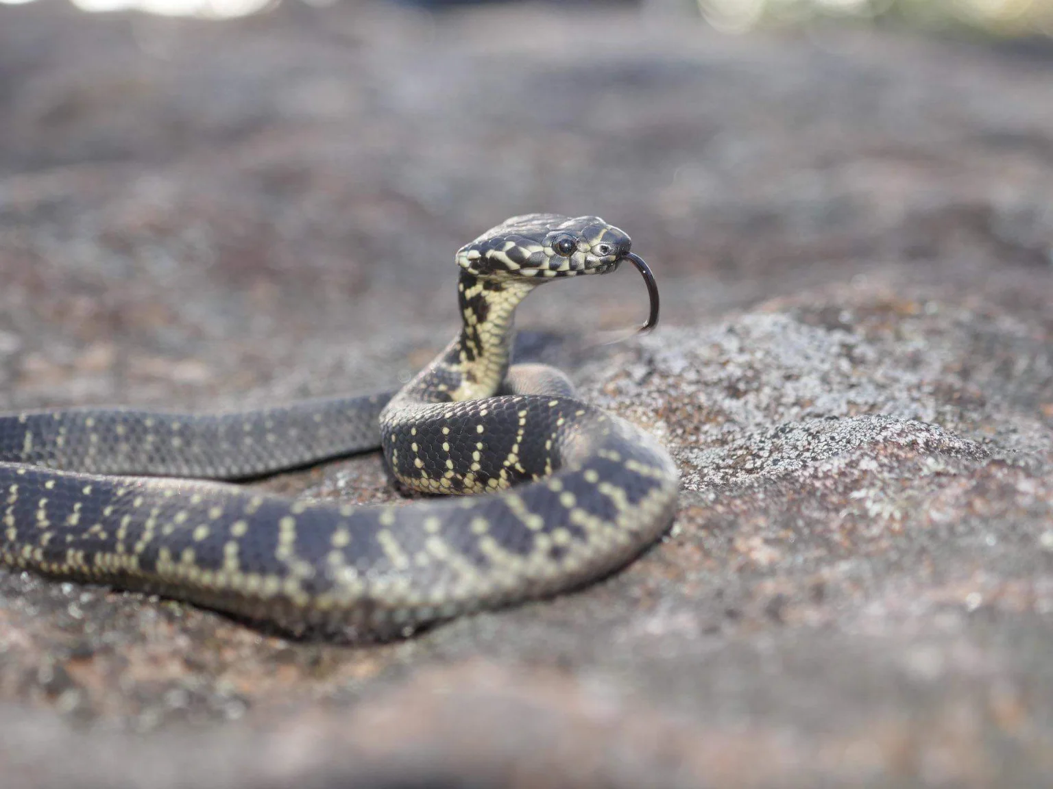Illustrative Golden-crowned Snake showing its yellow crown in Sydney sandstone leaf litter