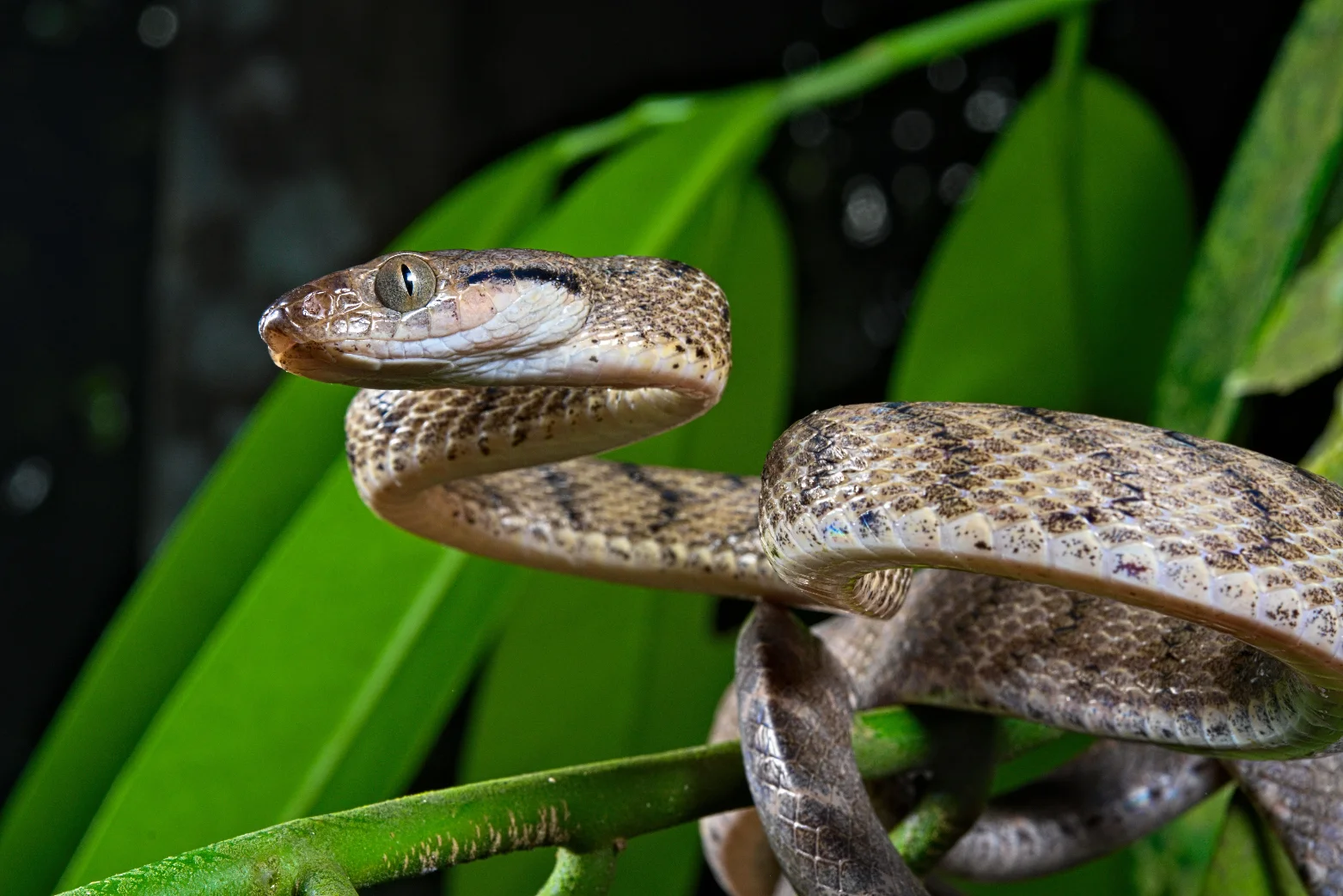 Illustrative Golden-crowned Snake showing its yellow crown in Sydney sandstone leaf litter