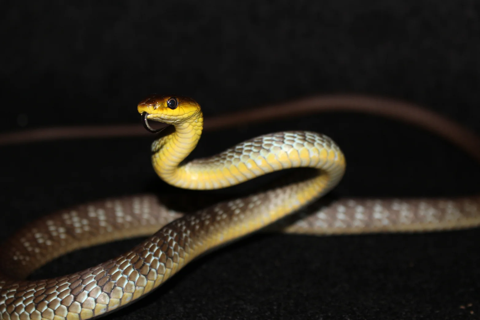 Illustrative Golden-crowned Snake showing its yellow crown in Sydney sandstone leaf litter