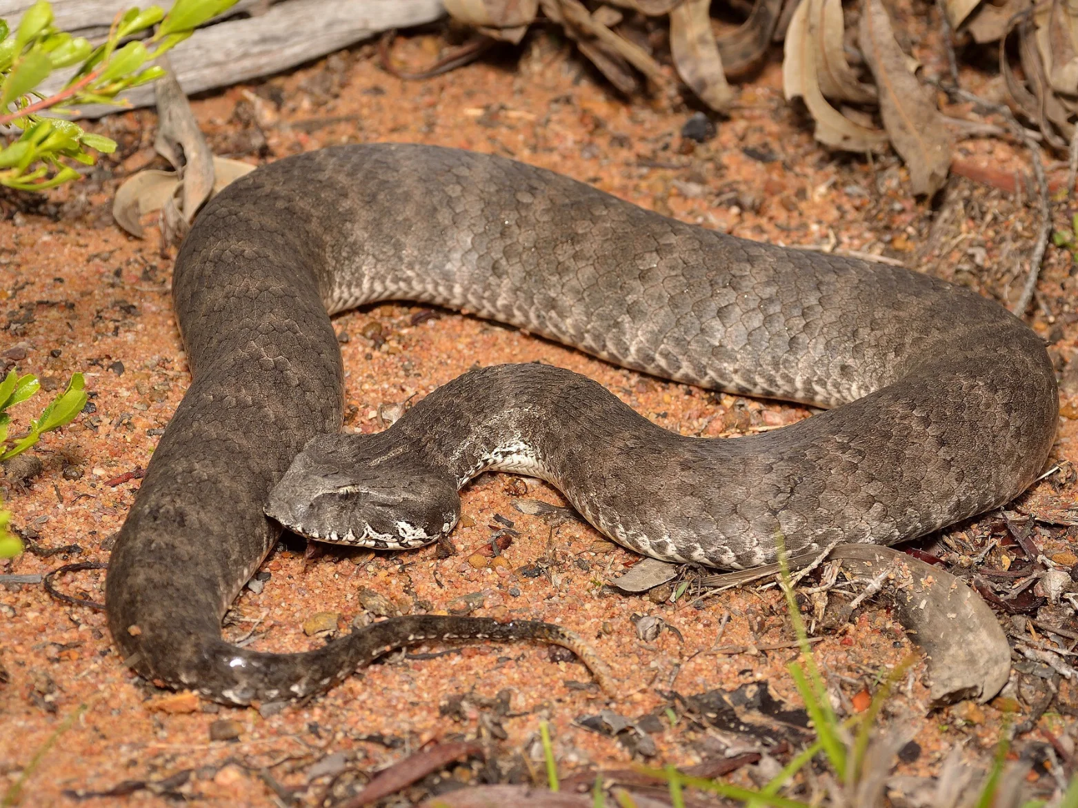 Illustrative Golden-crowned Snake showing its yellow crown in Sydney sandstone leaf litter