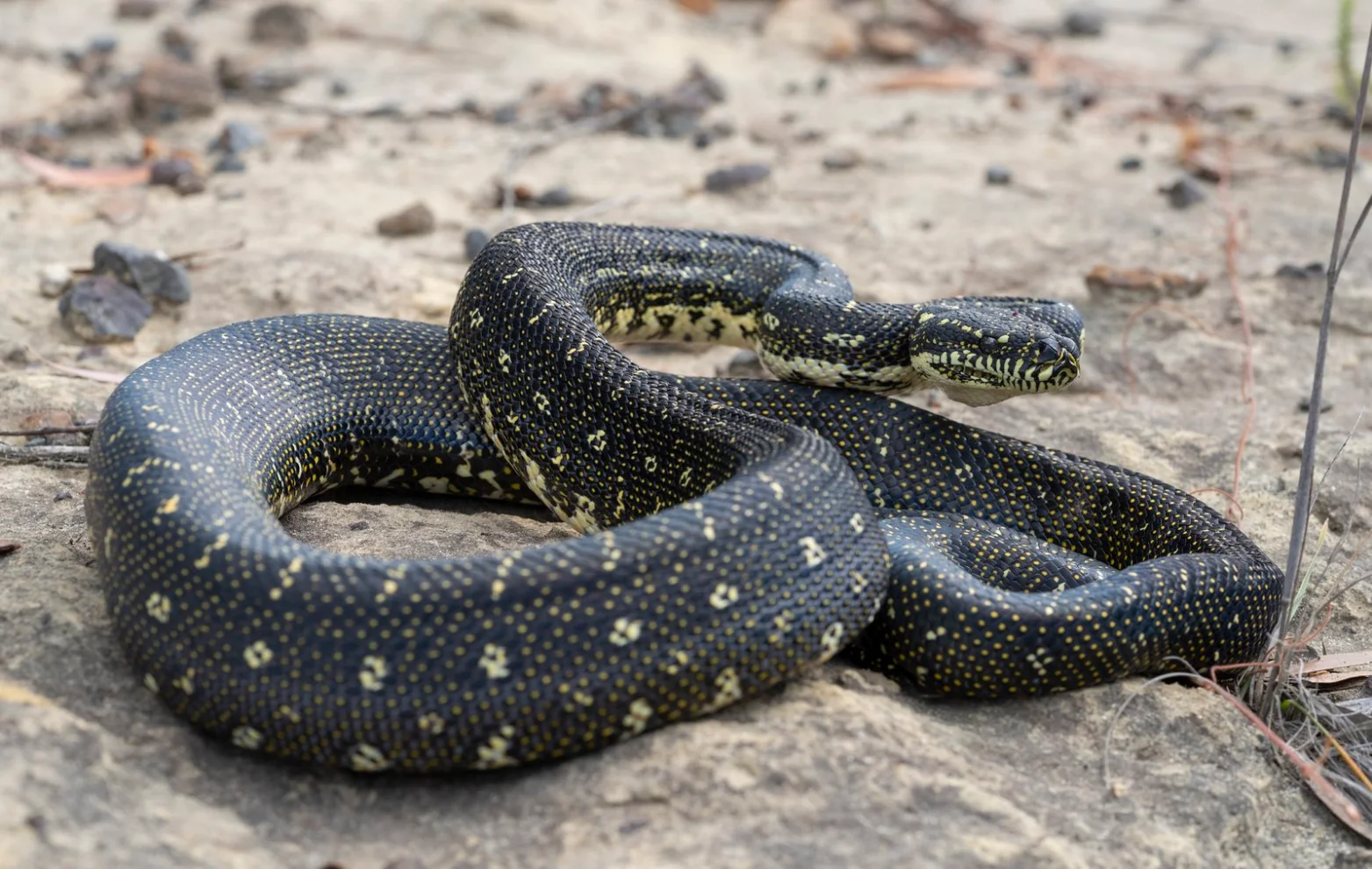 Illustrative Golden-crowned Snake showing its yellow crown in Sydney sandstone leaf litter