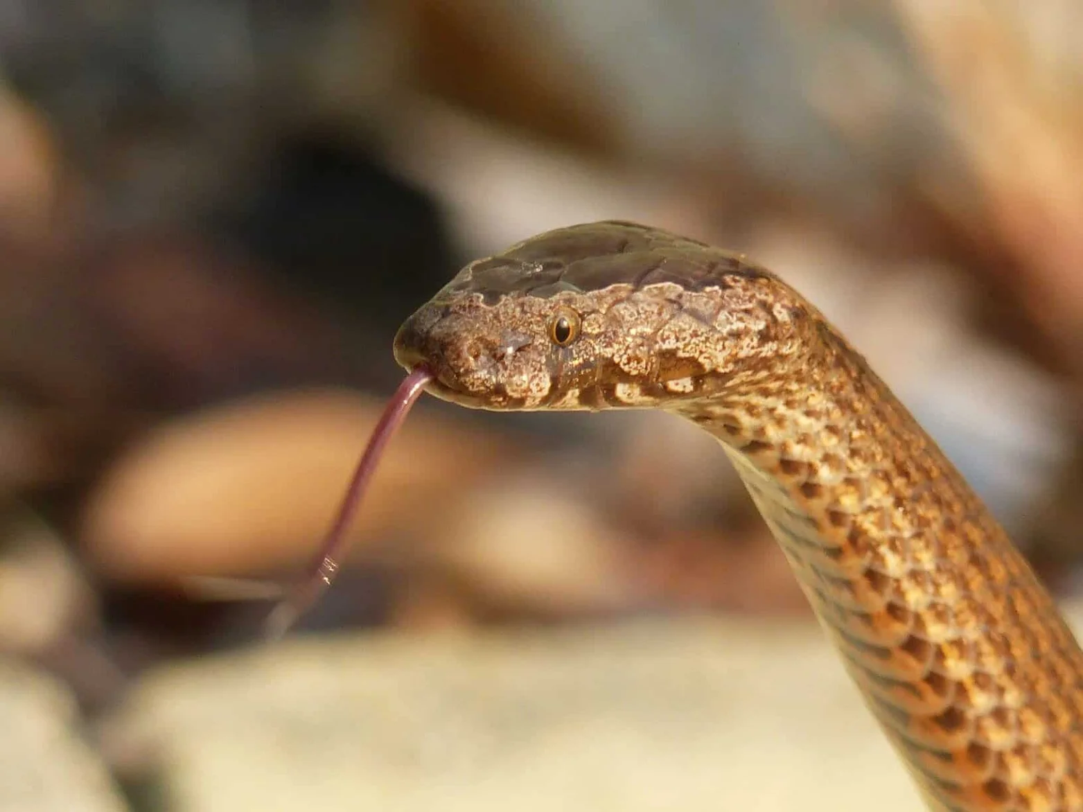 Illustrative Golden-crowned Snake showing its yellow crown in Sydney sandstone leaf litter