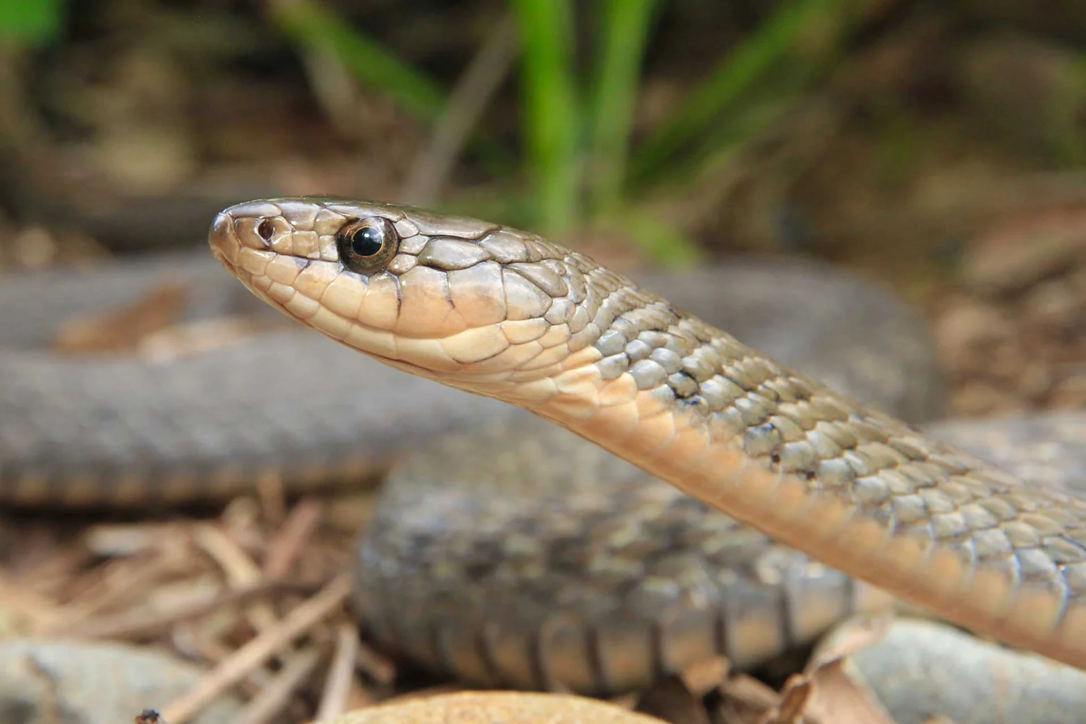 Illustrative Golden-crowned Snake showing its yellow crown in Sydney sandstone leaf litter
