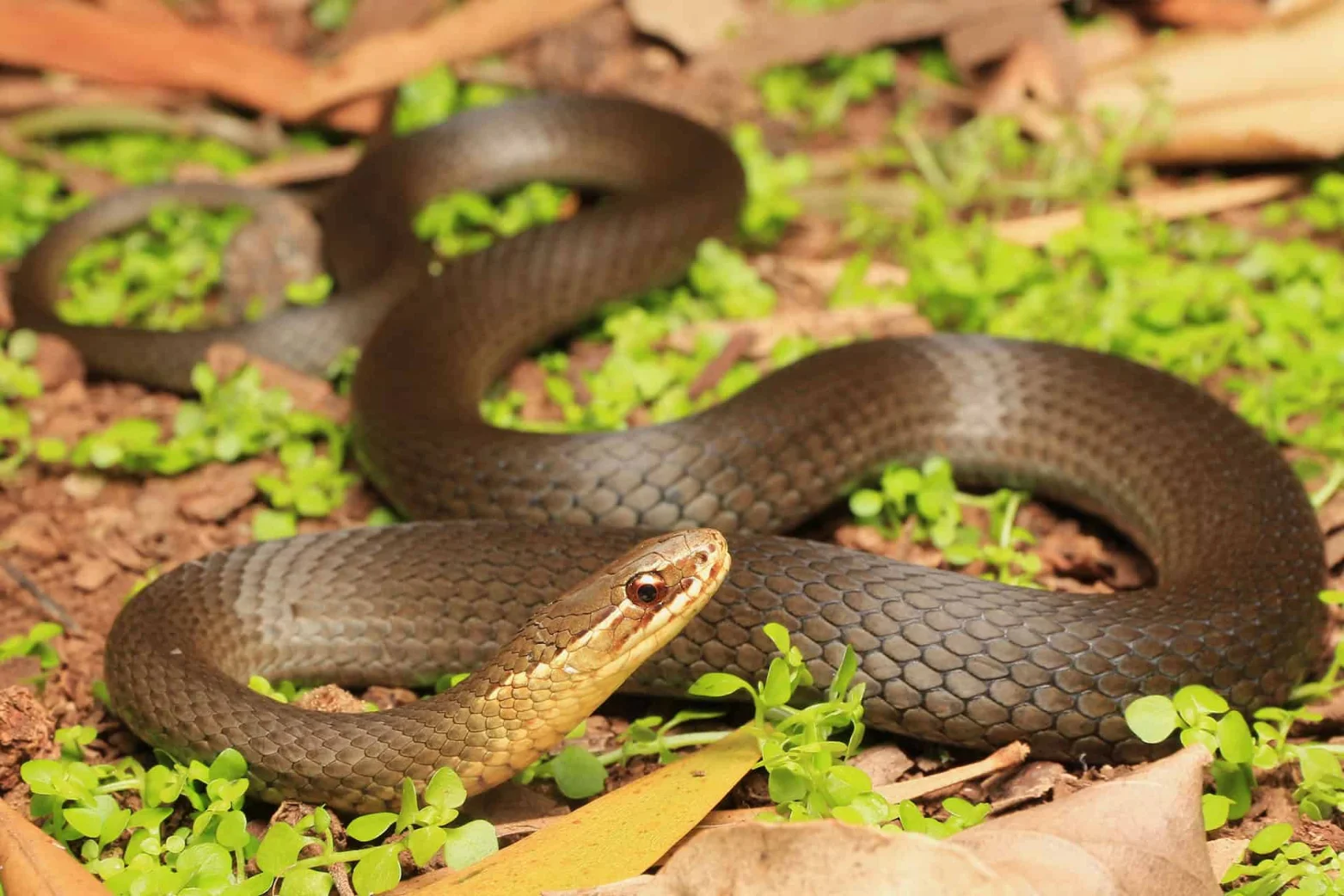 Illustrative Golden-crowned Snake showing its yellow crown in Sydney sandstone leaf litter