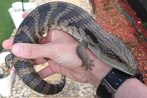 Blue Tongue Lizard