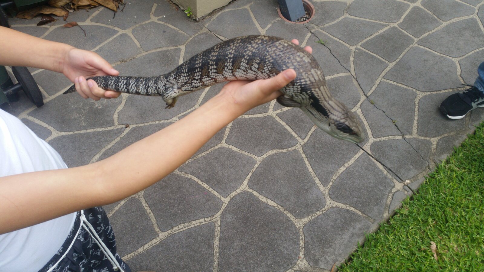 Blue-tongue lizard safely contained during a genuine Willoughby reptile call-out