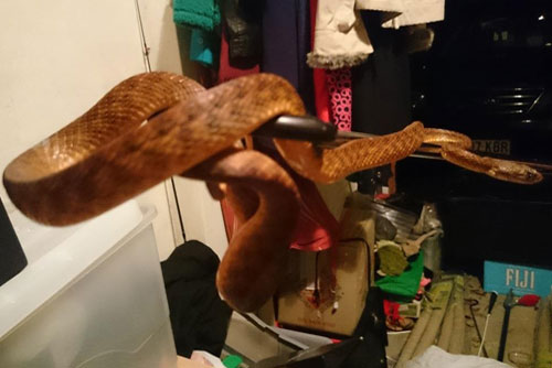 Brown Tree Snake
