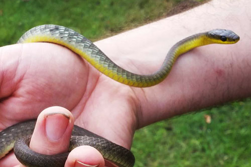 Common Tree Snake