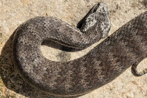 Death Adder
