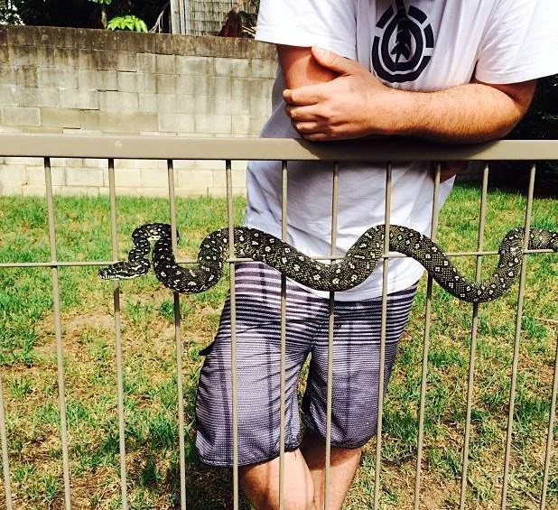 Diamond Python entwined through a metal garden fence in Hornsby Heights