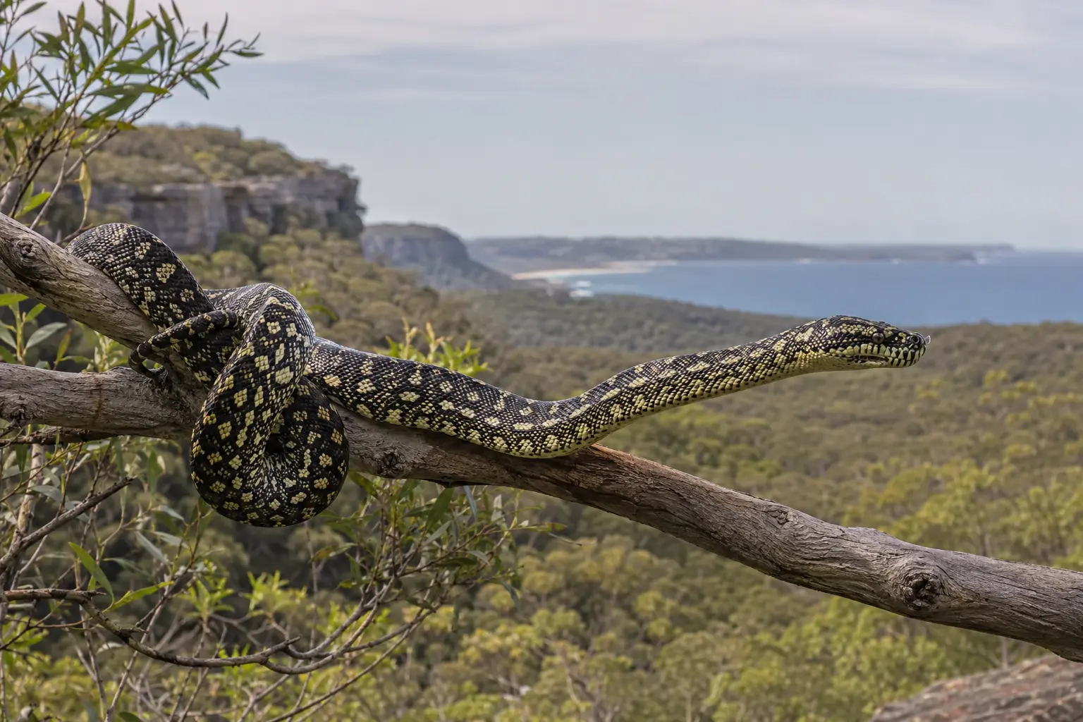 Illustrative Diamond Python on a branch in Sydney coastal bushland