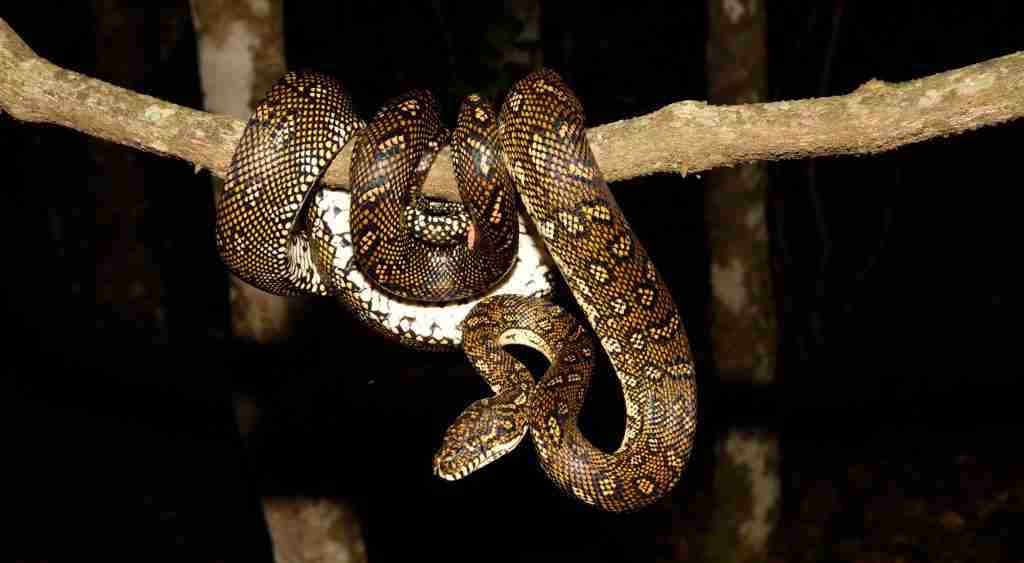 Diamond Python coiled high in a Roseville tree during a genuine removal