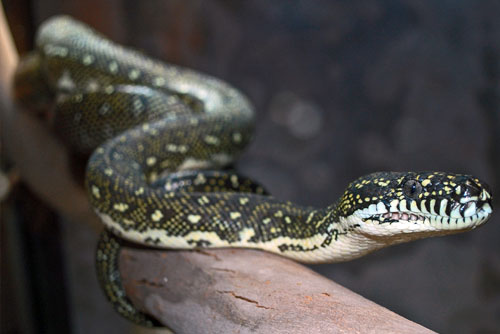 Diamond Python