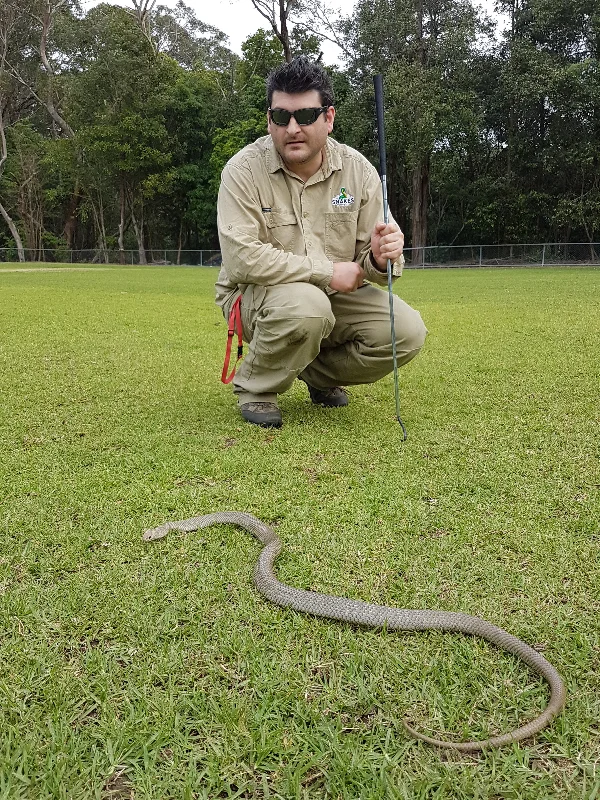 Eastern Brown Snake attended during junior soccer training in Campbelltown