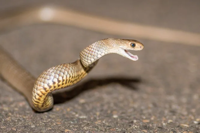 Eastern Brown Snake removed from beneath a lounge in a Leppington retirement-village lobby