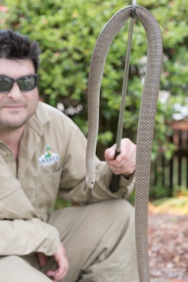 Harley Jones using professional equipment to control an Eastern Brown Snake at a Penrith property
