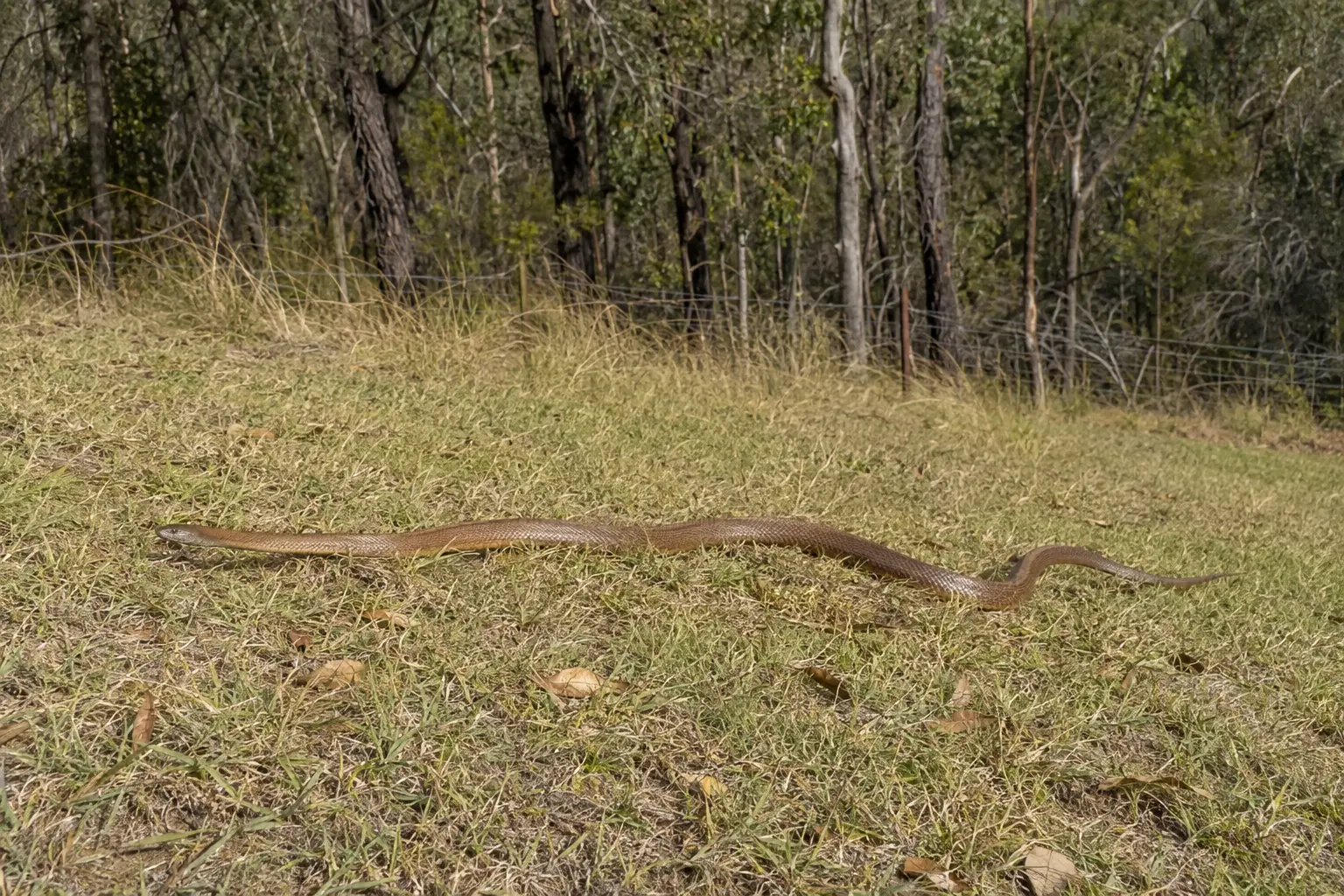 Illustrative Eastern Brown Snake crossing a south-west Sydney rural woodland edge