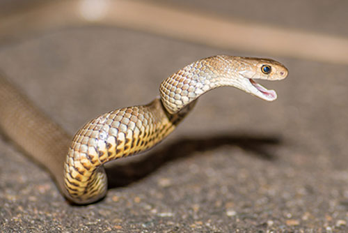 Eastern Brown Snake