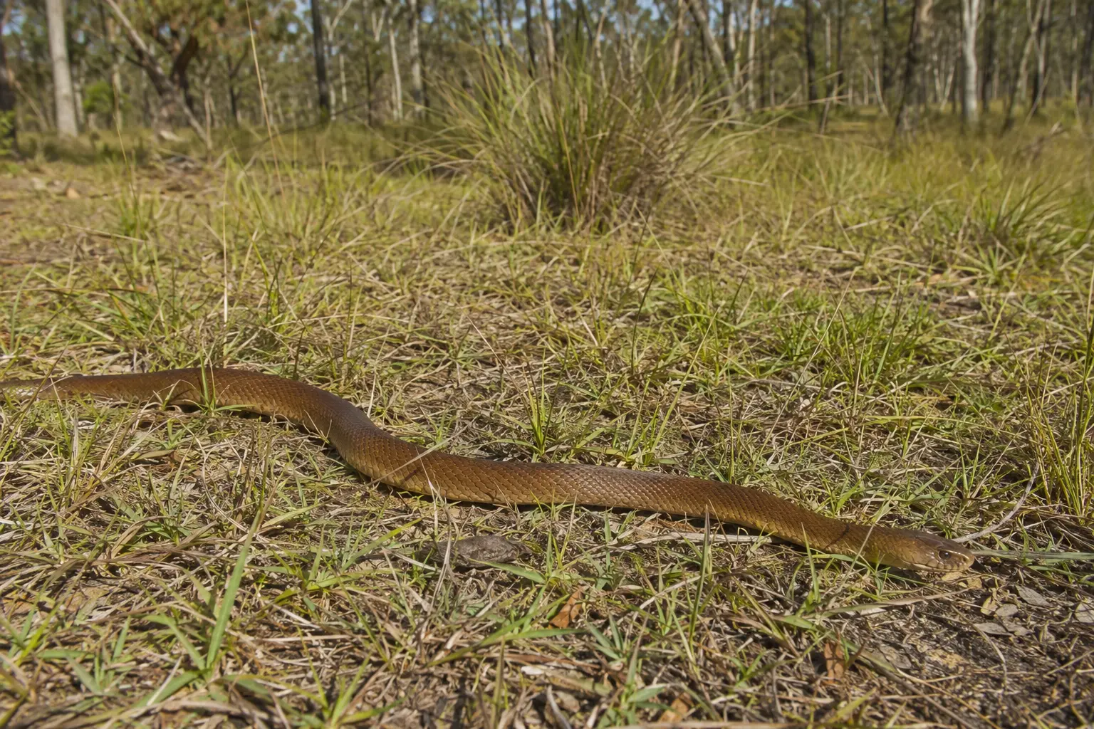 Illustrative Eastern Brown Snake moving through western Sydney grassy woodland