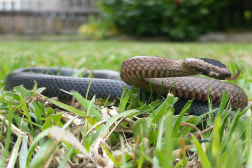 Golden Crowned Snake