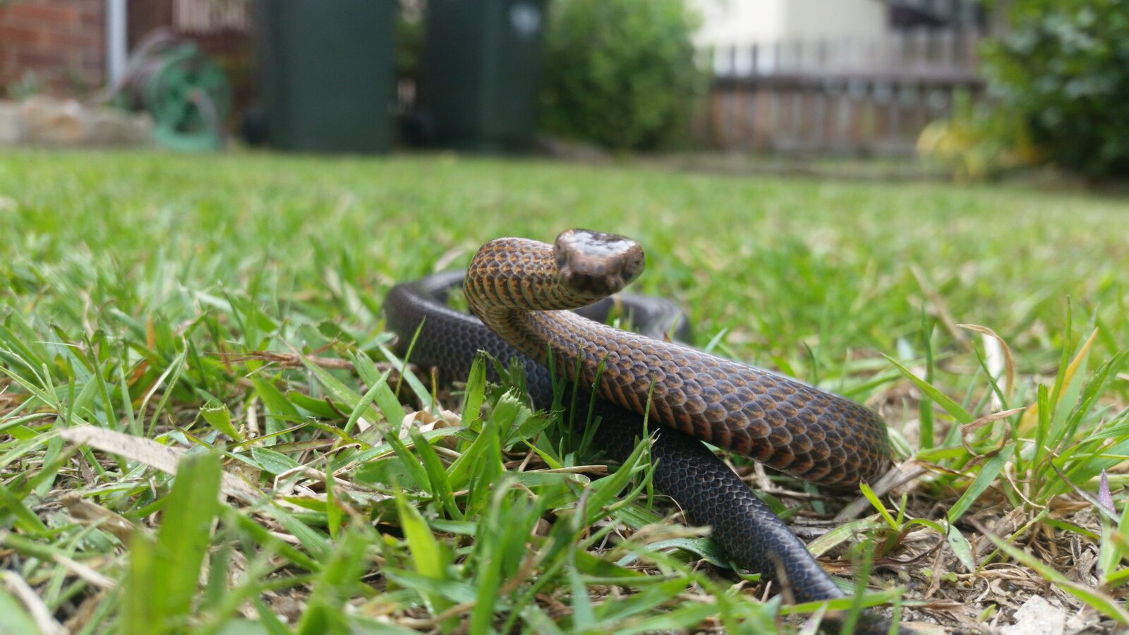 Golden-crowned Snake found on a Turramurra verandah during a genuine call-out