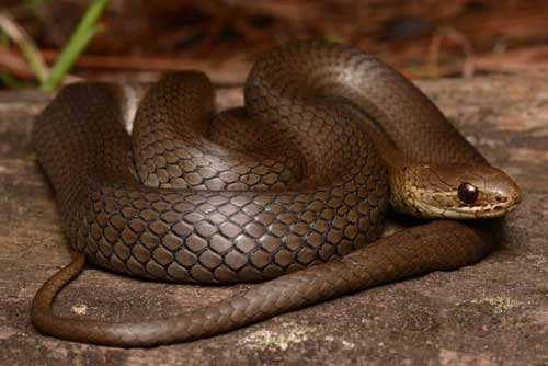 Marsh Snake