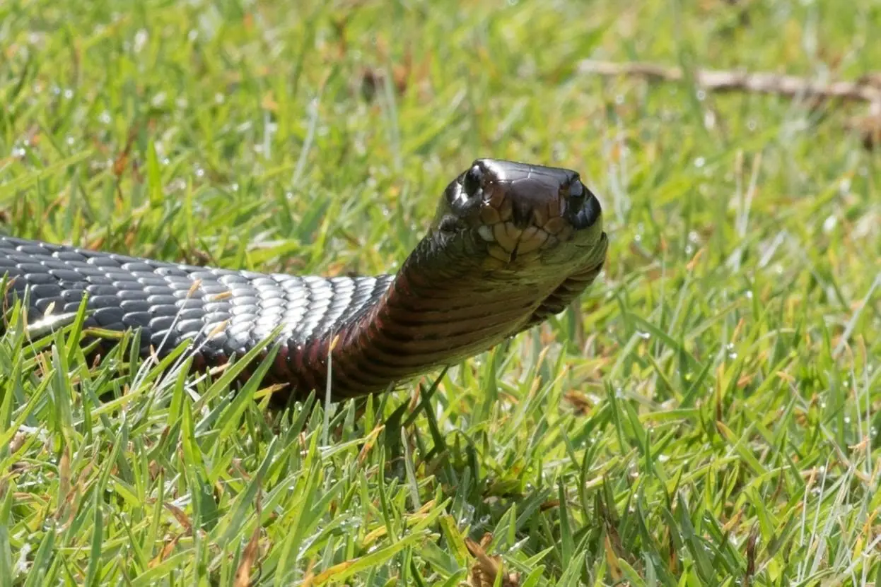 Red-bellied Black Snake raising its head in grass in Sydney