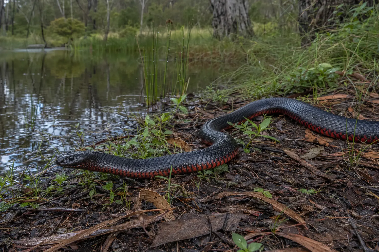 Illustrative Red-bellied Black Snake beside a Sydney Basin wetland