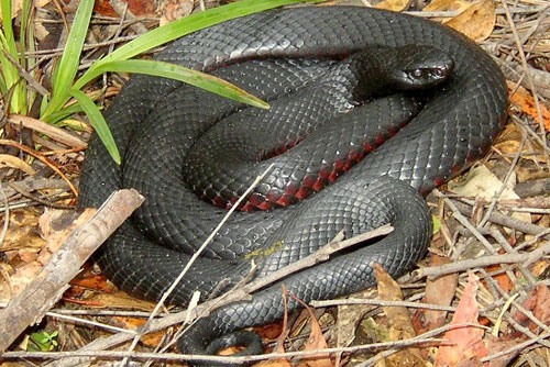 Red-bellied Black Snake