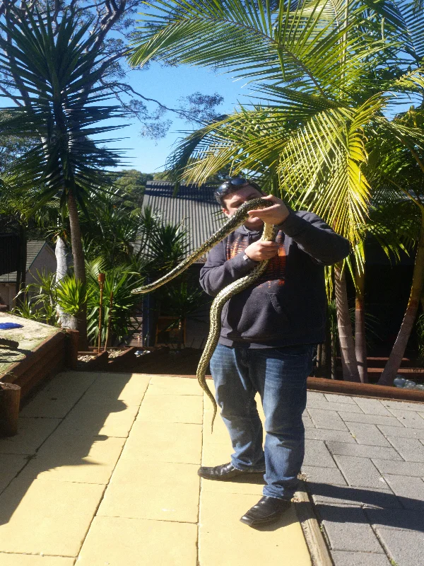 Harley Jones safely supporting a seven-foot Diamond Python removed from a Dural garden