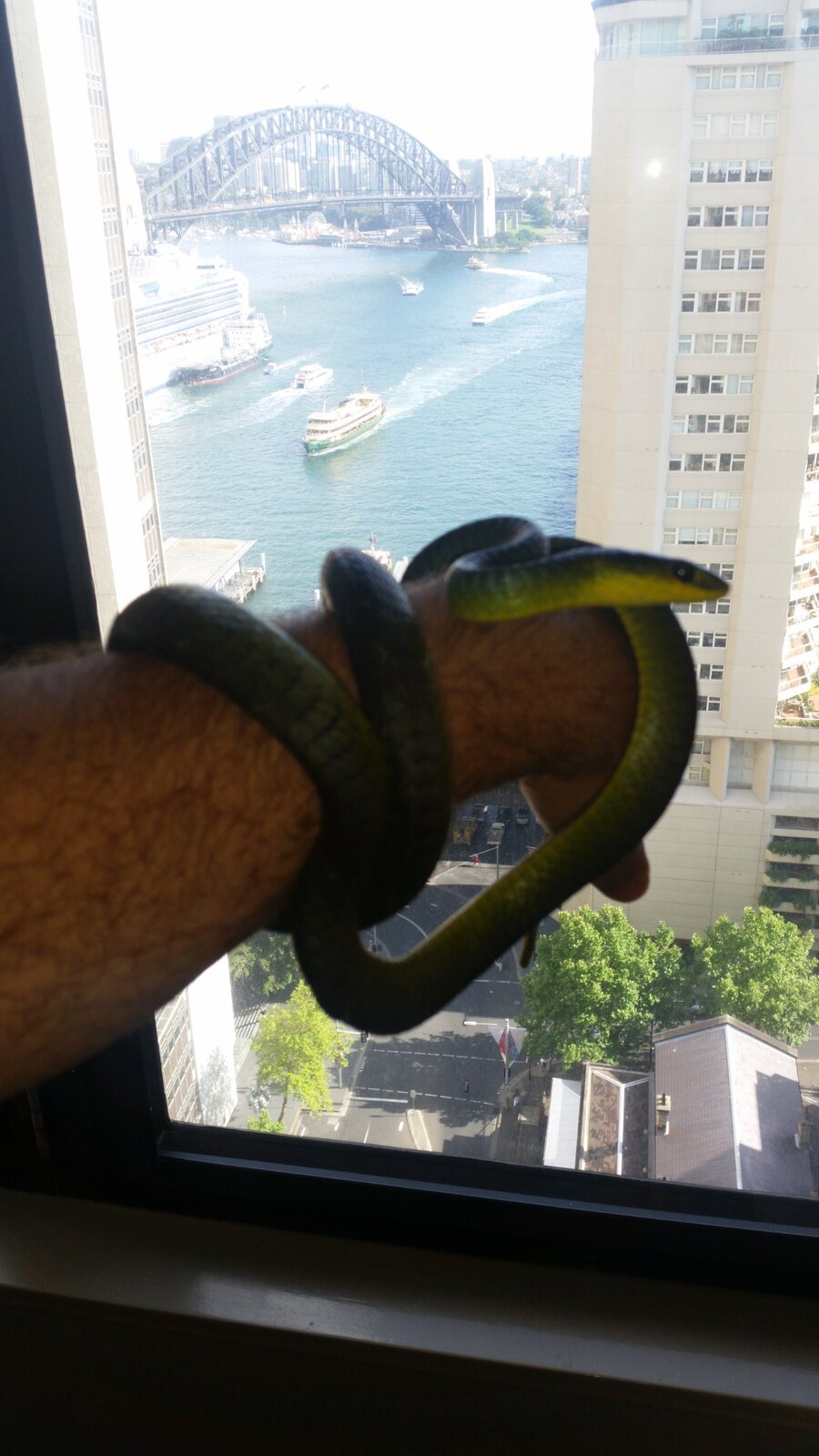 Common Tree Snake safely contained at the InterContinental Sydney