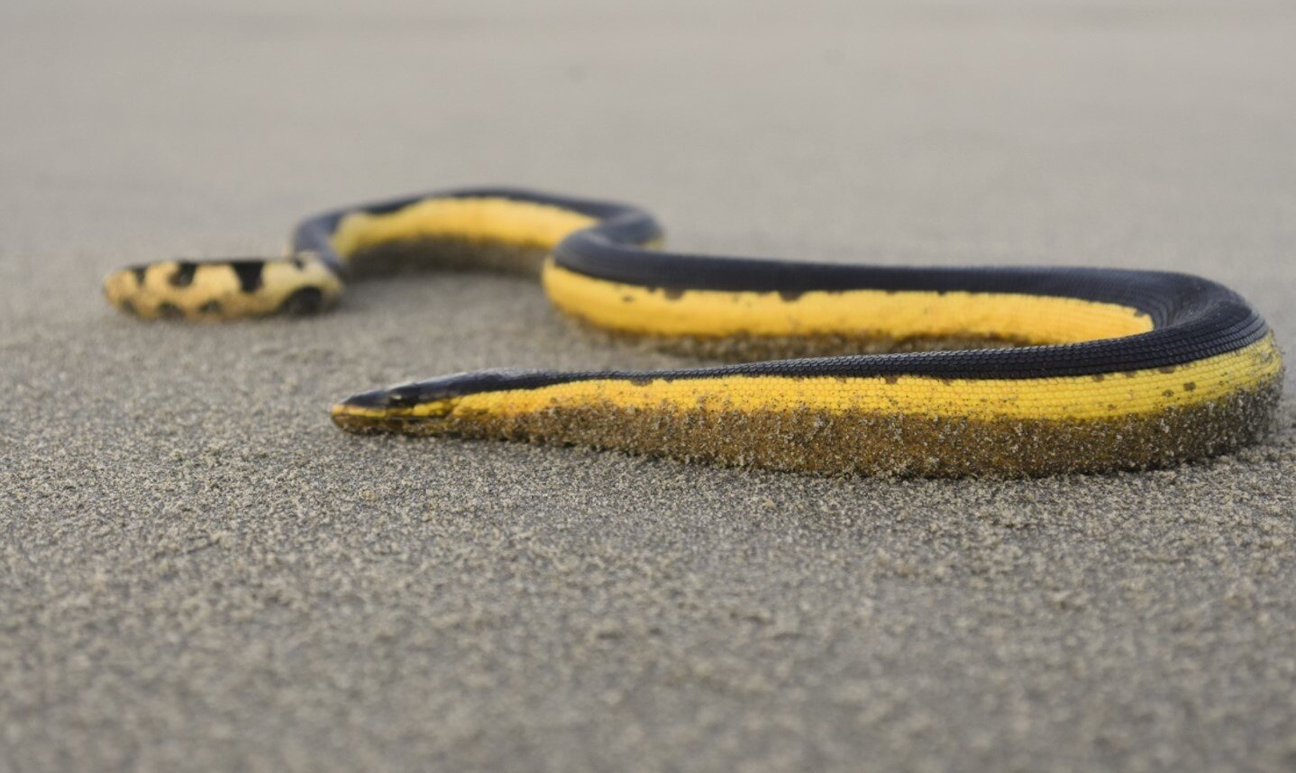 Yellow-bellied sea snake · Sydney beach